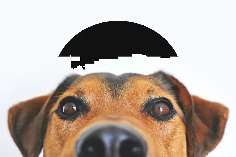 Hide a Dog Face result