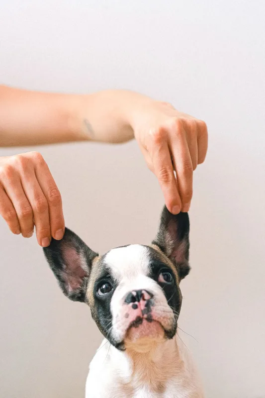 Pixelate an Animal Photo input