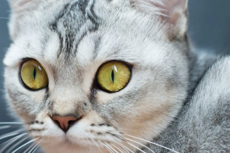 Blur a Cat Face input