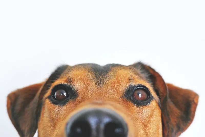 Hide a Dog Face input